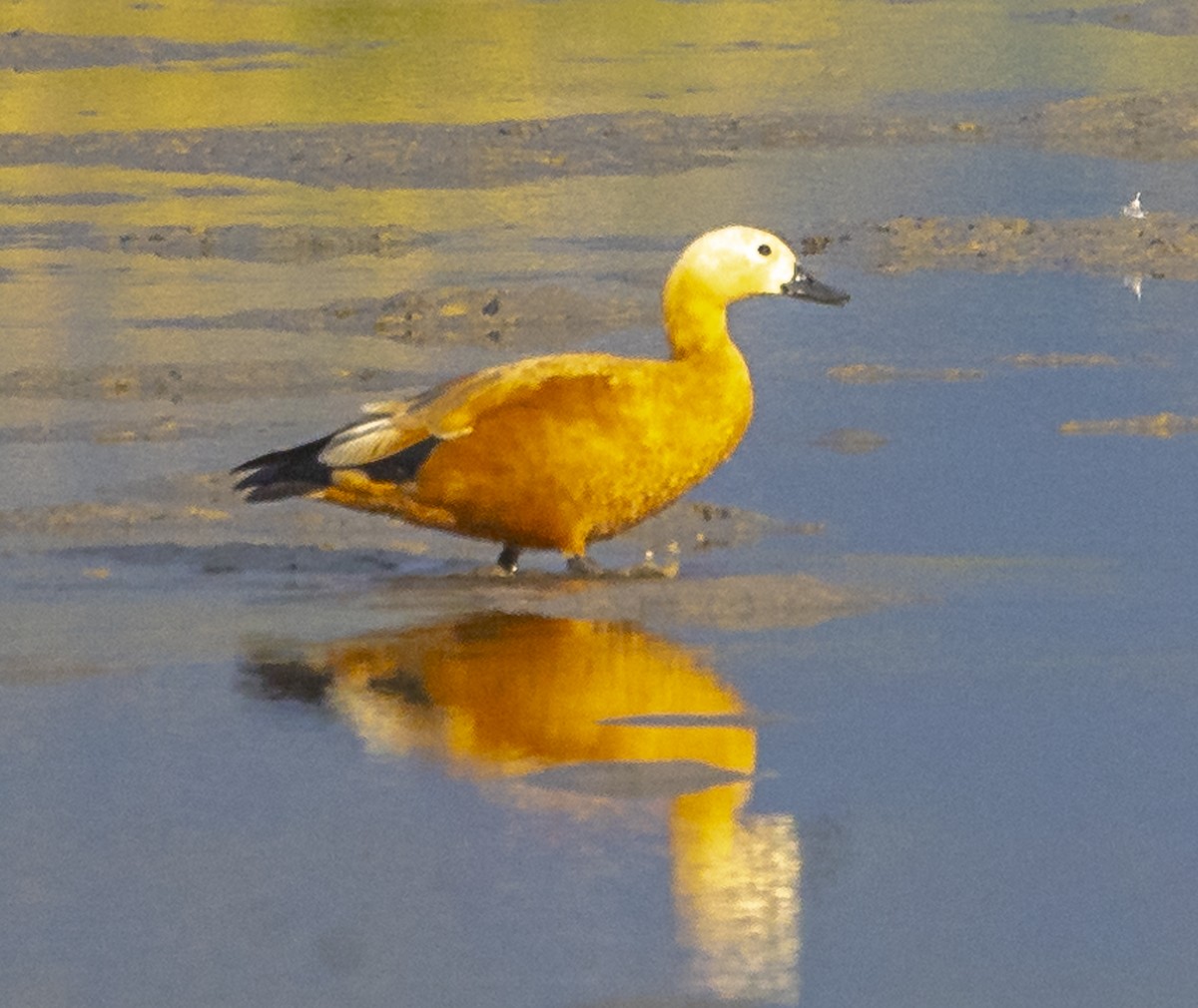 Огар рудий - ML647228675