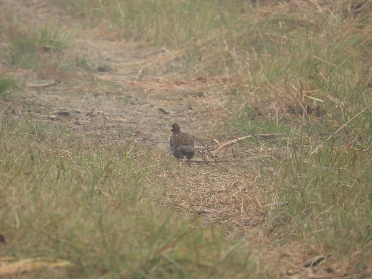 Black Francolin - ML647228677