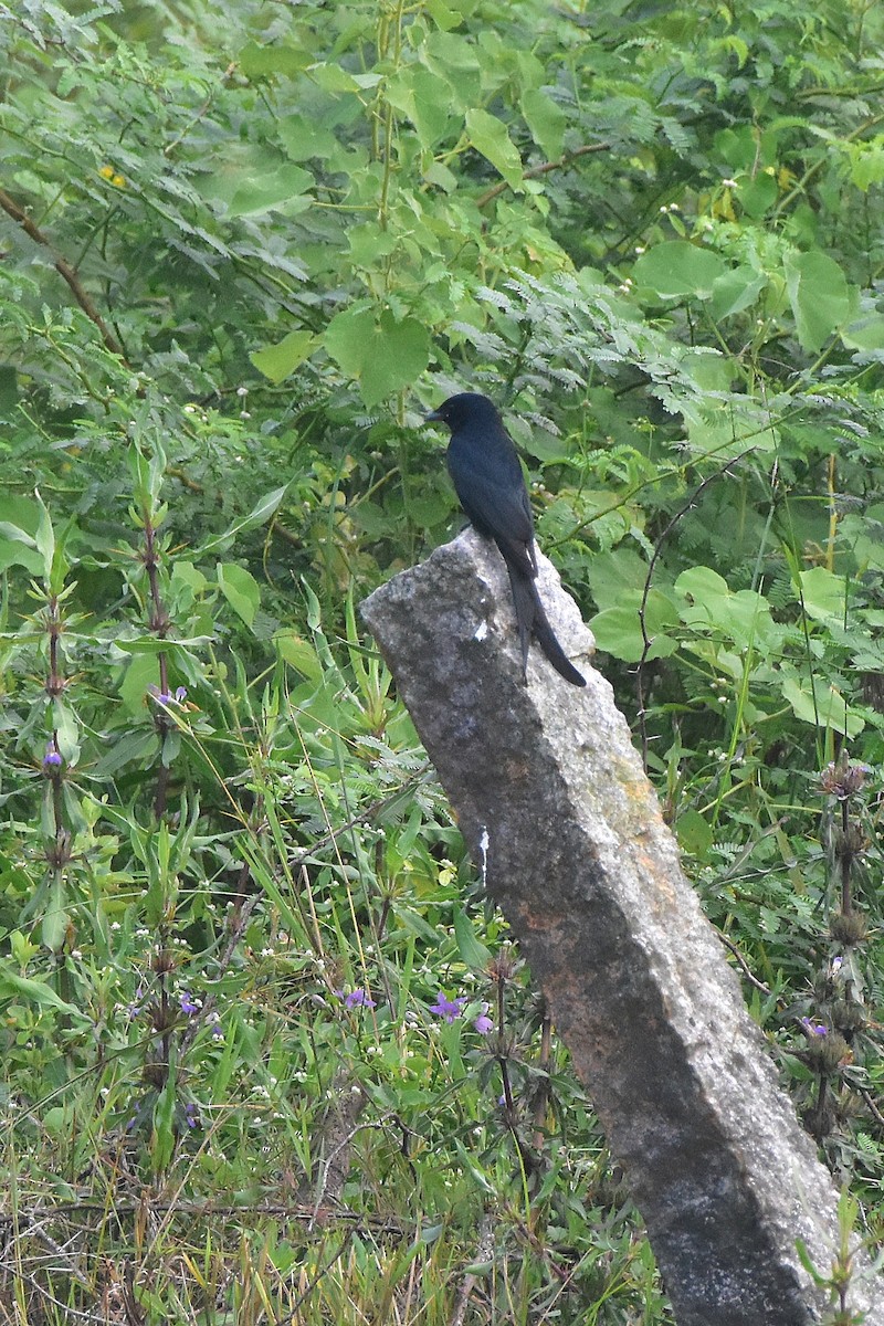 Black Drongo - ML647228678