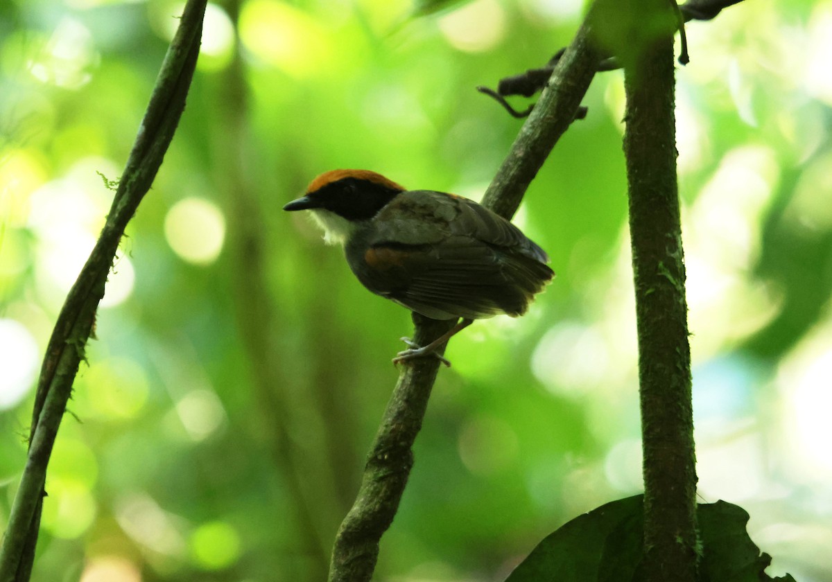 Black-cheeked Gnateater - ML647228688