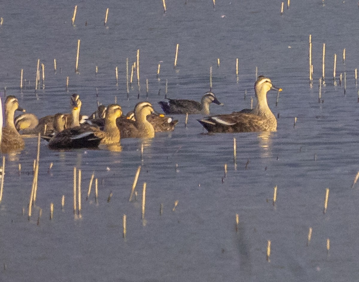 Крижень китайський - ML647228690