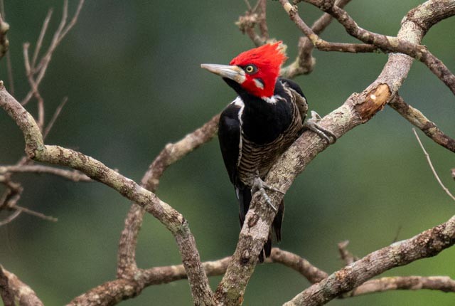 Crimson-crested Woodpecker - ML647228699