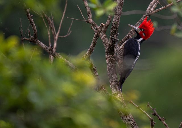 Crimson-crested Woodpecker - ML647228700