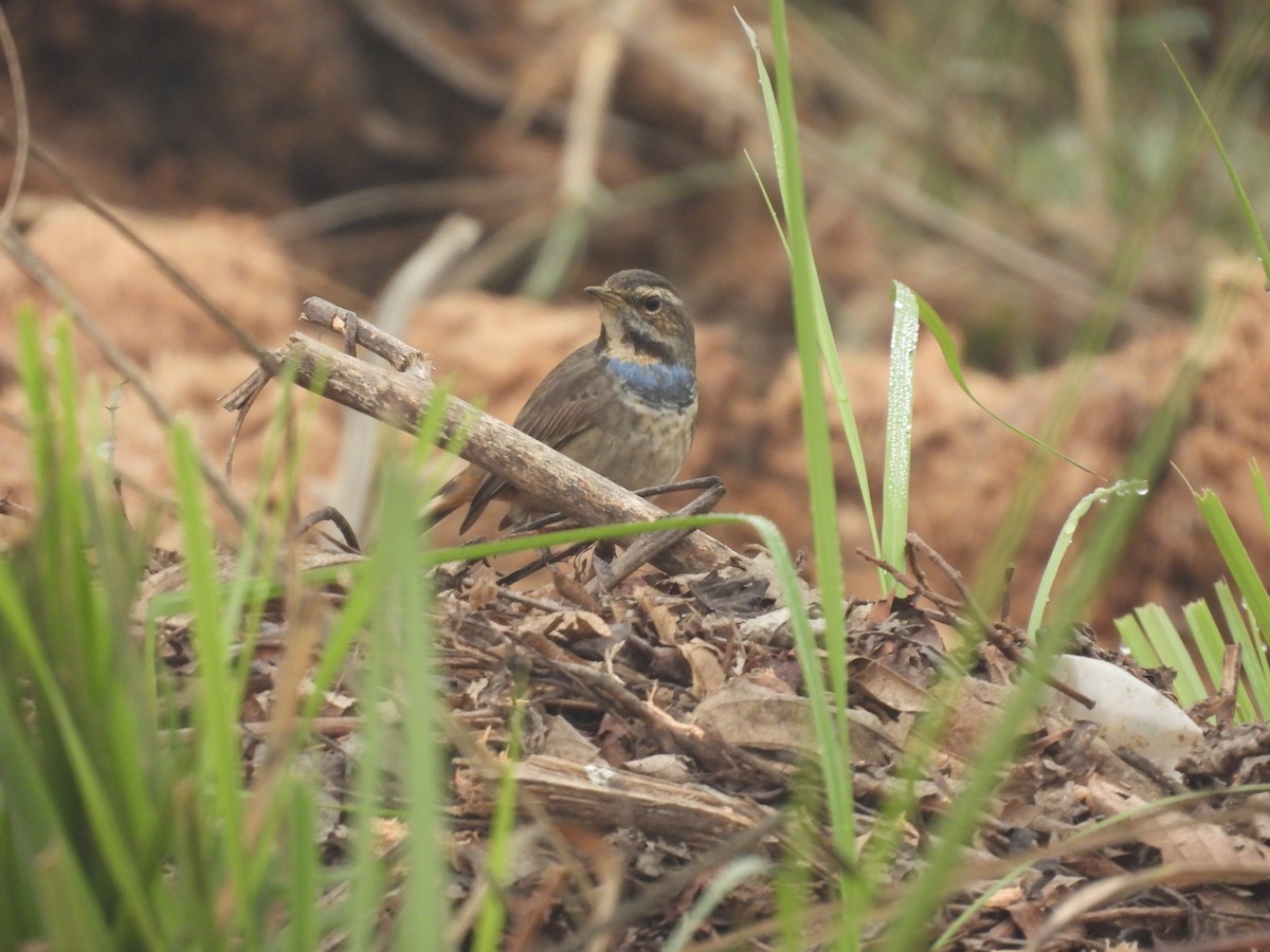 Bluethroat - ML647228704