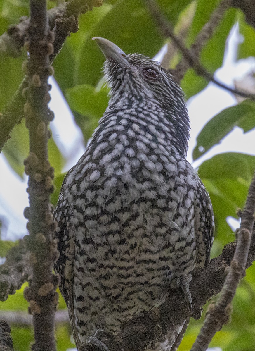 Коель великий - ML647228707