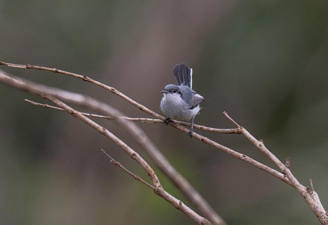 ミミグロブユムシクイ - ML647228717