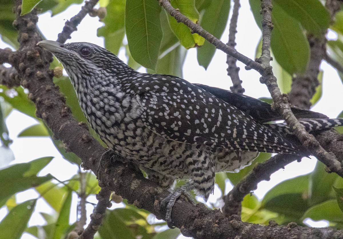 Коель великий - ML647228722