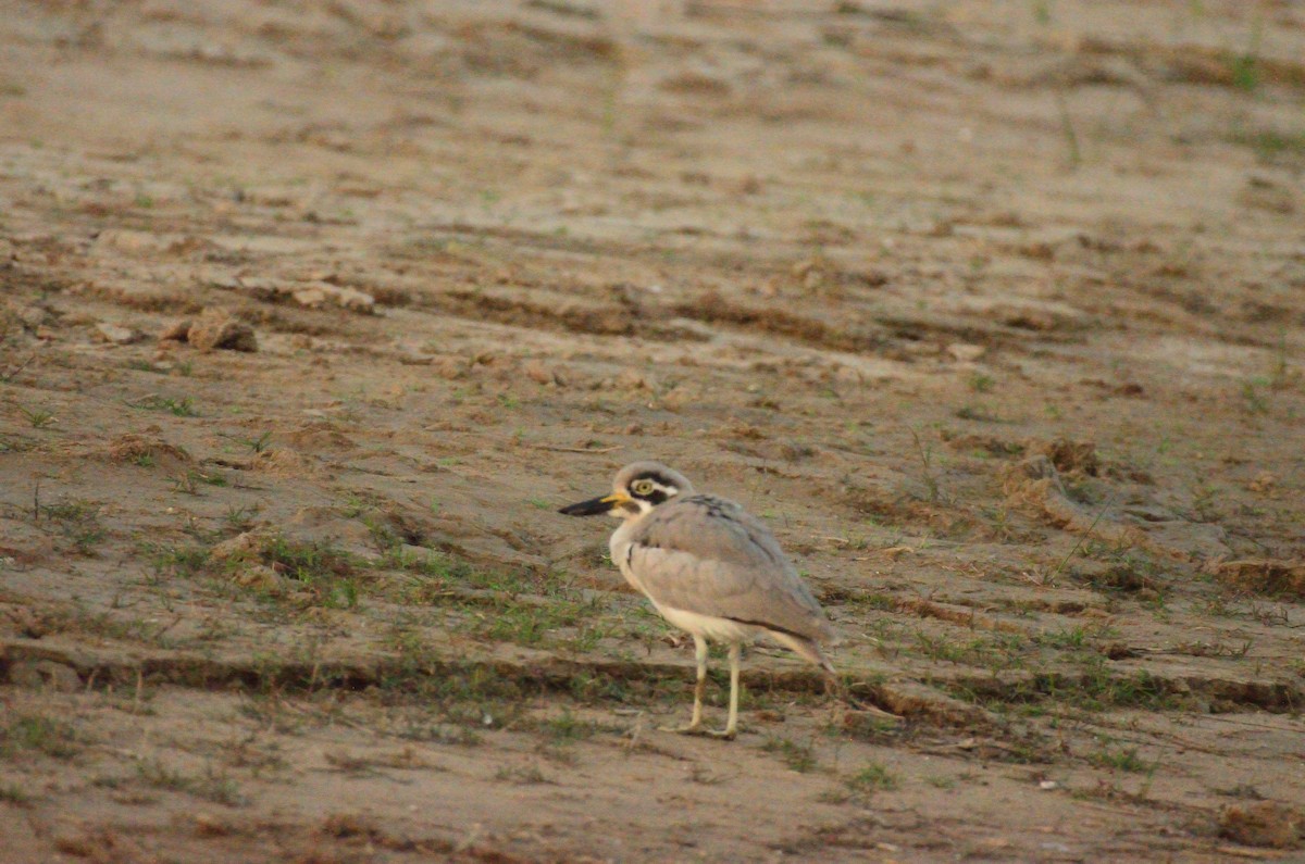 Great Thick-knee - ML647228723