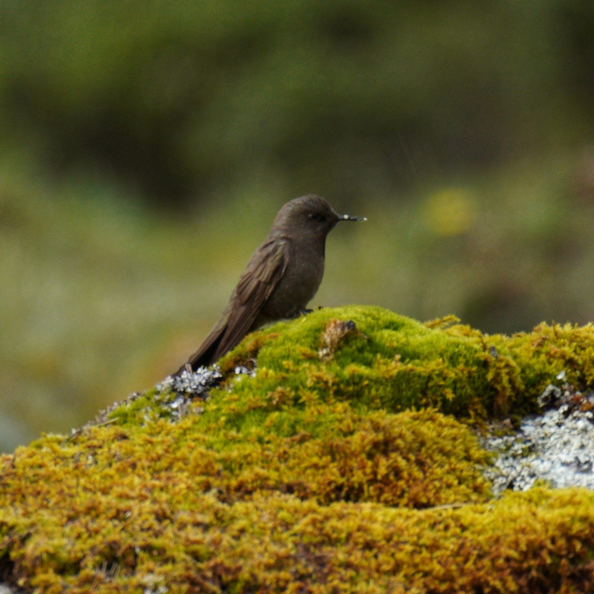 Olivaceous Thornbill - ML647228724