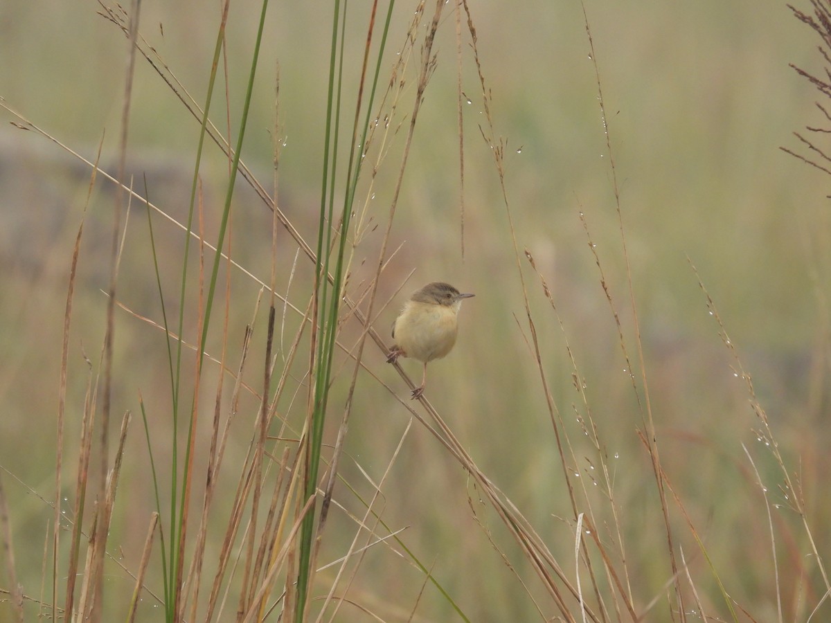 Prinia Sencilla - ML647228725