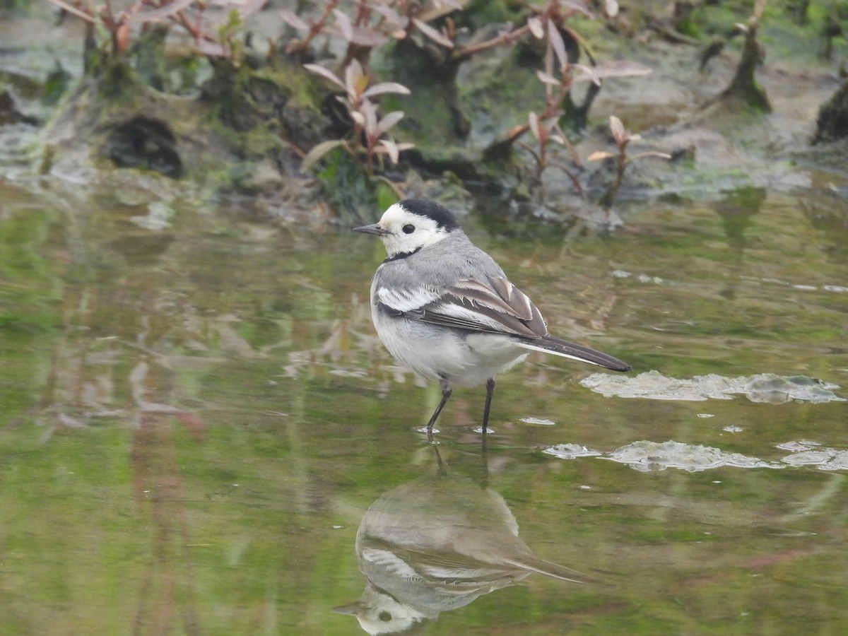 White Wagtail - ML647228738