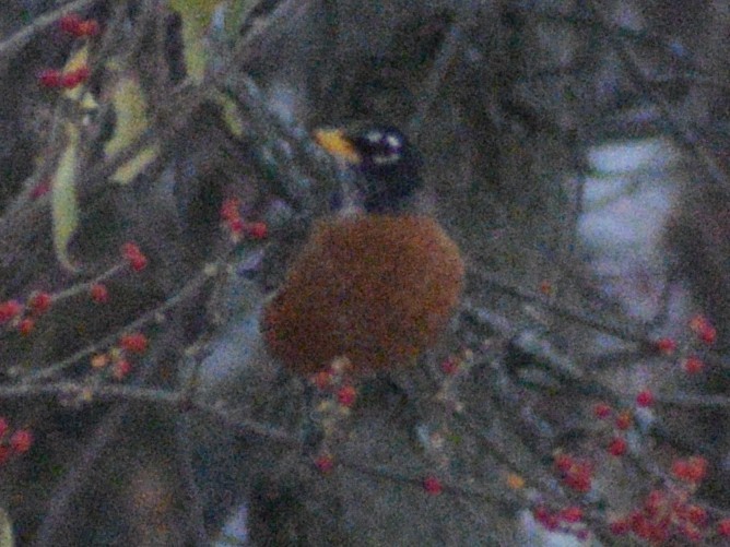American Robin - ML647228740