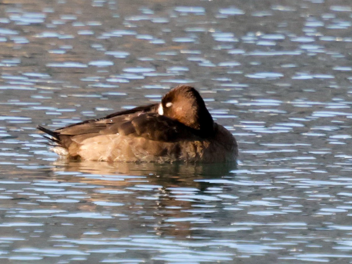 小斑背潛鴨 - ML647228743