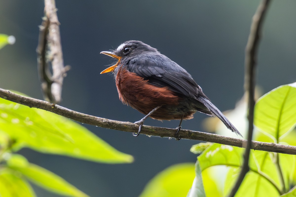 Chestnut-bellied Chat-Tyrant - ML647228746