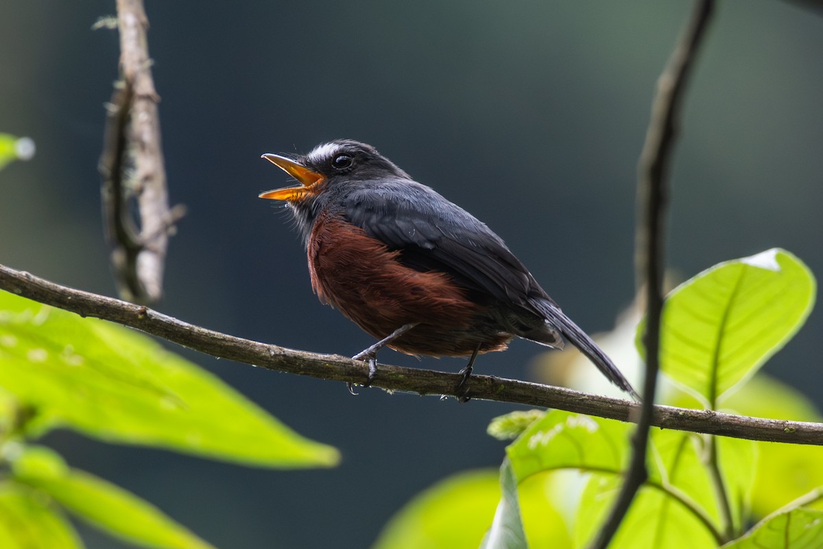 Chestnut-bellied Chat-Tyrant - ML647228747