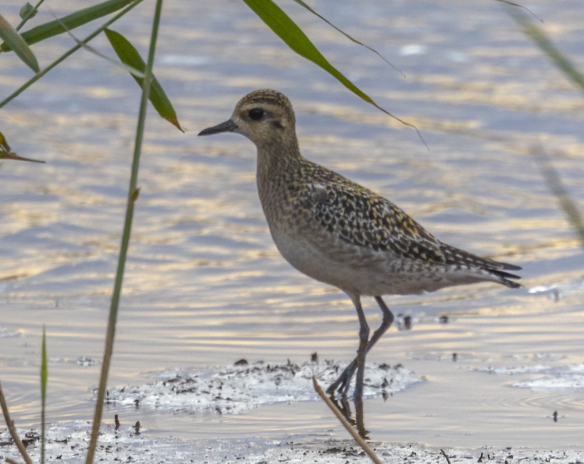 kulík pacifický - ML647228748