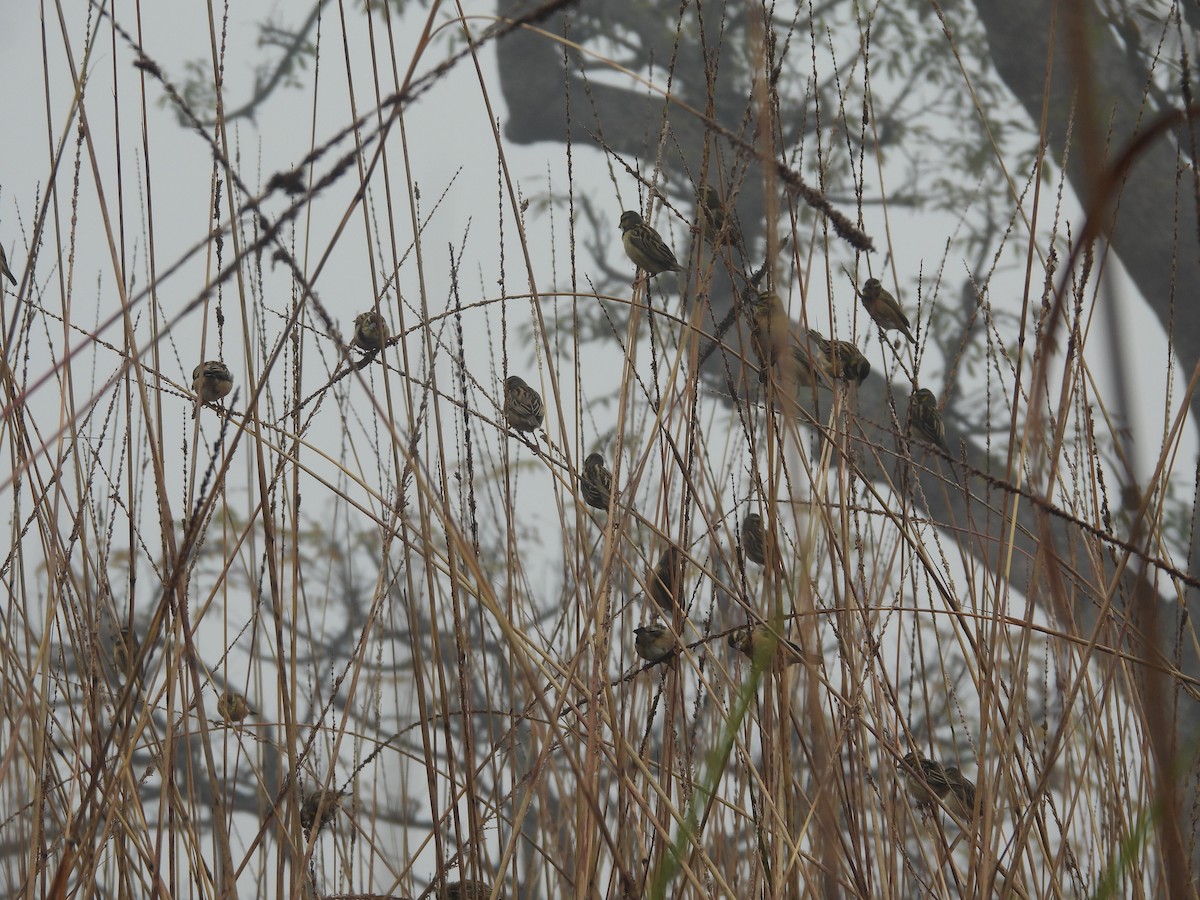 Black-breasted Weaver - ML647228752