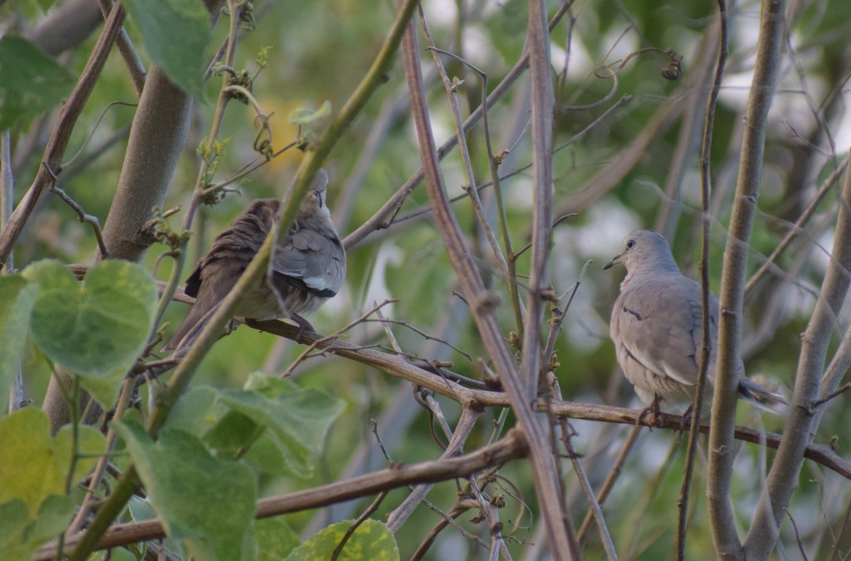 holoubek pikui - ML647228753