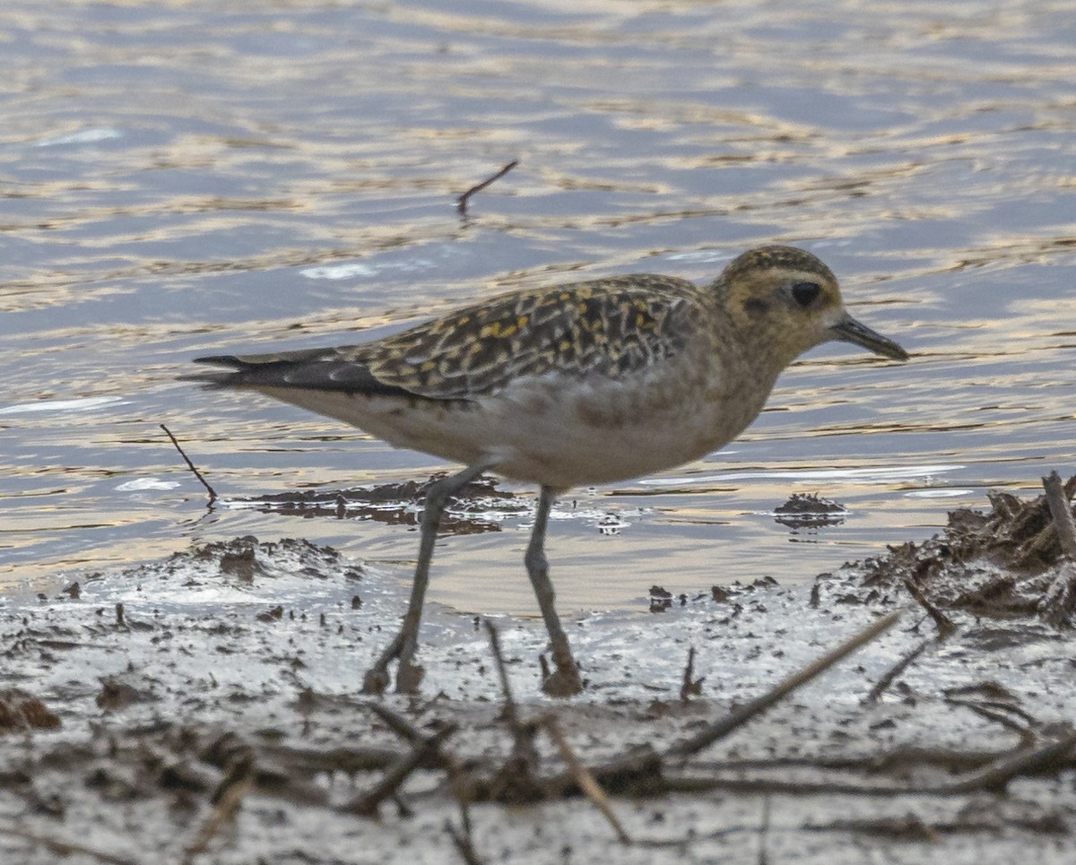 kulík pacifický - ML647228755