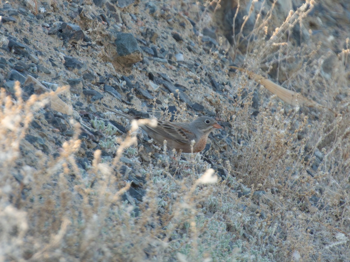 イワバホオジロ - ML647228757