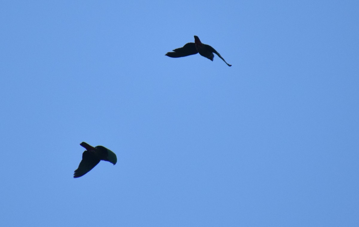 Scaly-headed Parrot - ML647228764