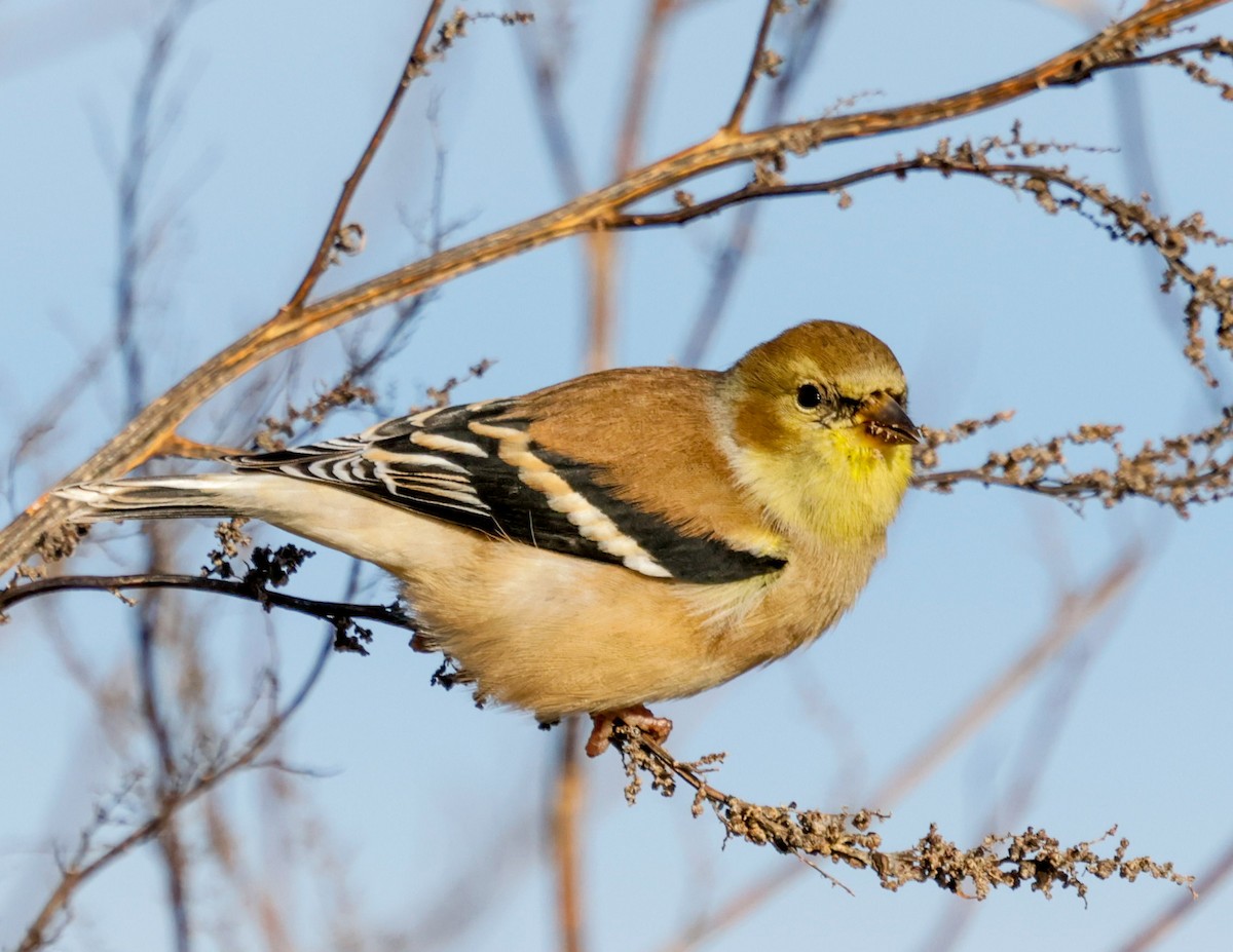 American Goldfinch - ML647228765