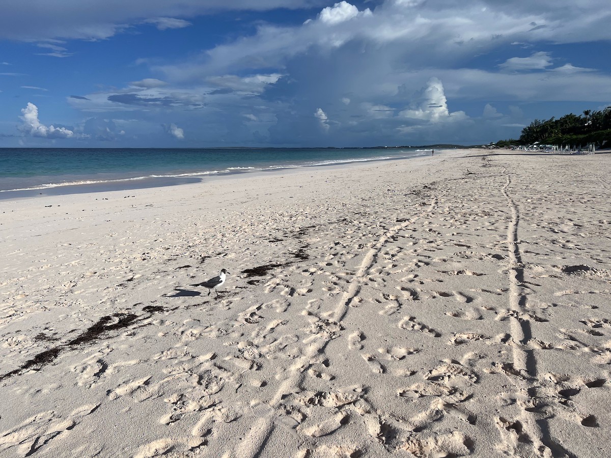 Мартин карибський - ML647228772