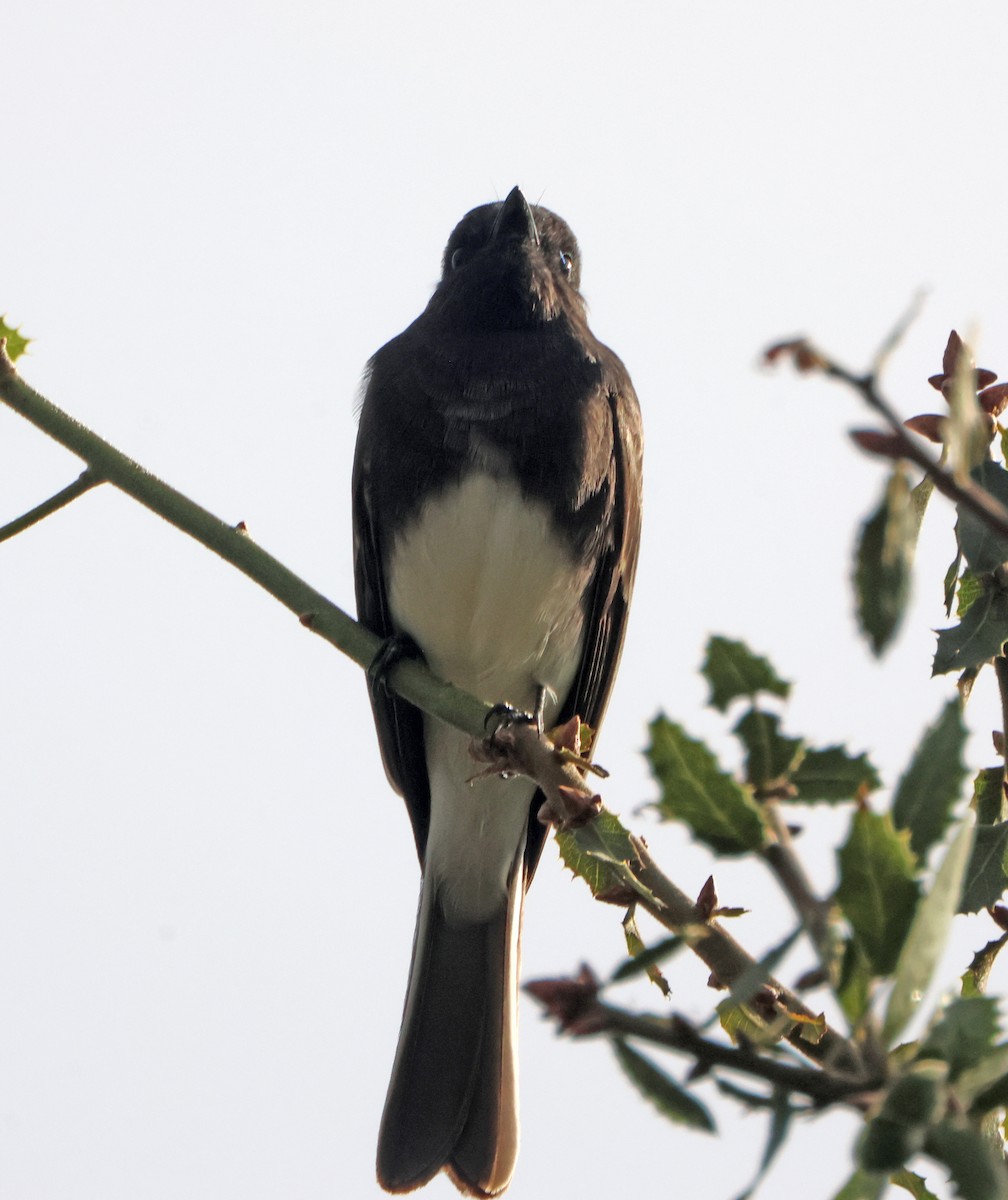 Black Phoebe - ML647228773