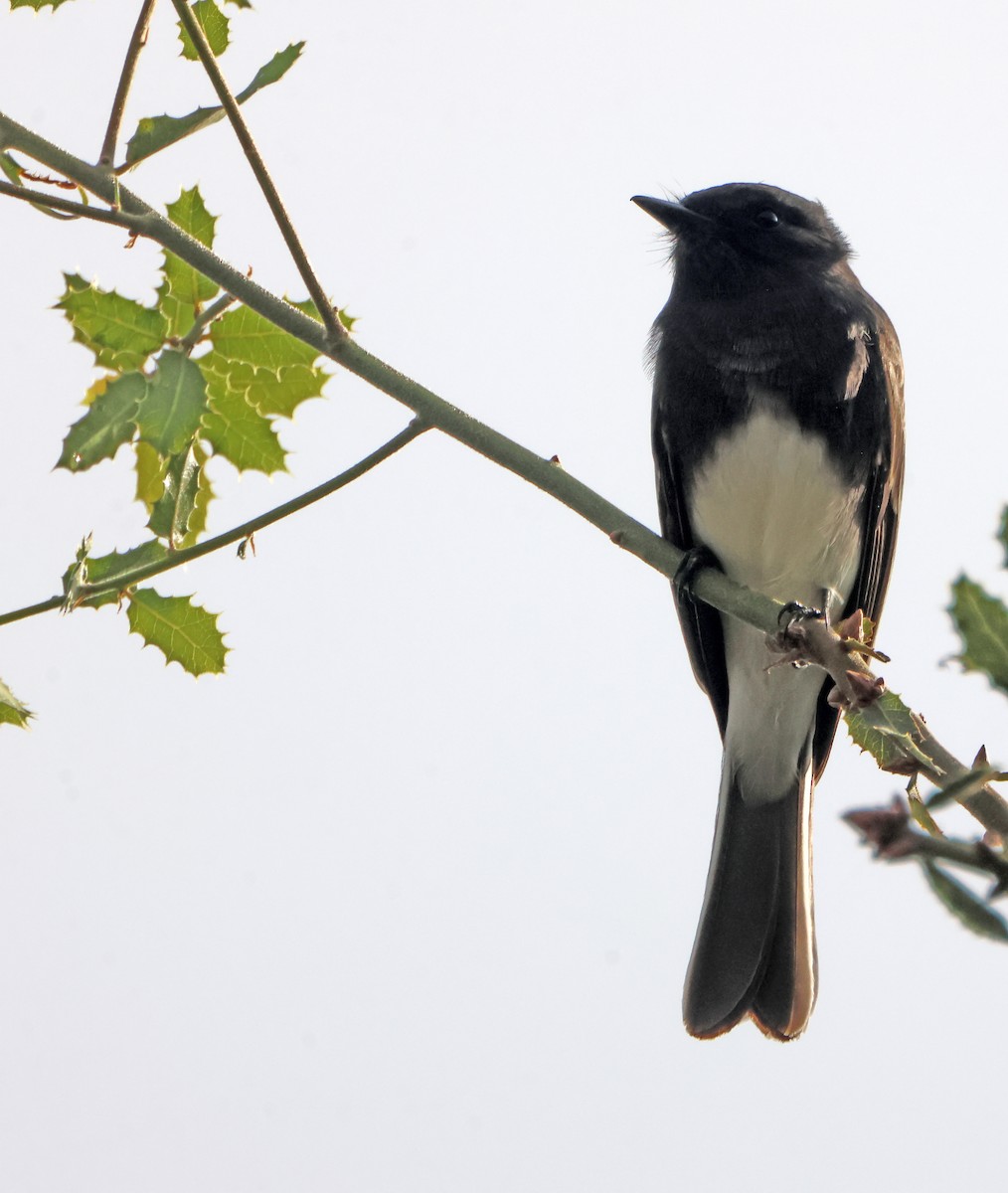 Black Phoebe - ML647228774