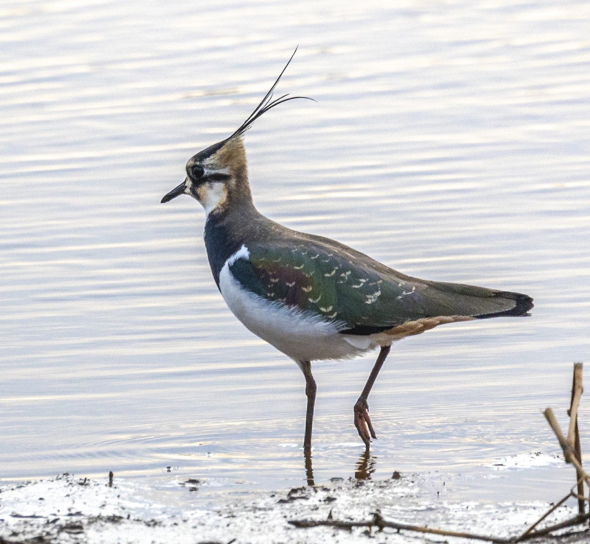 Чайка чубата - ML647228775