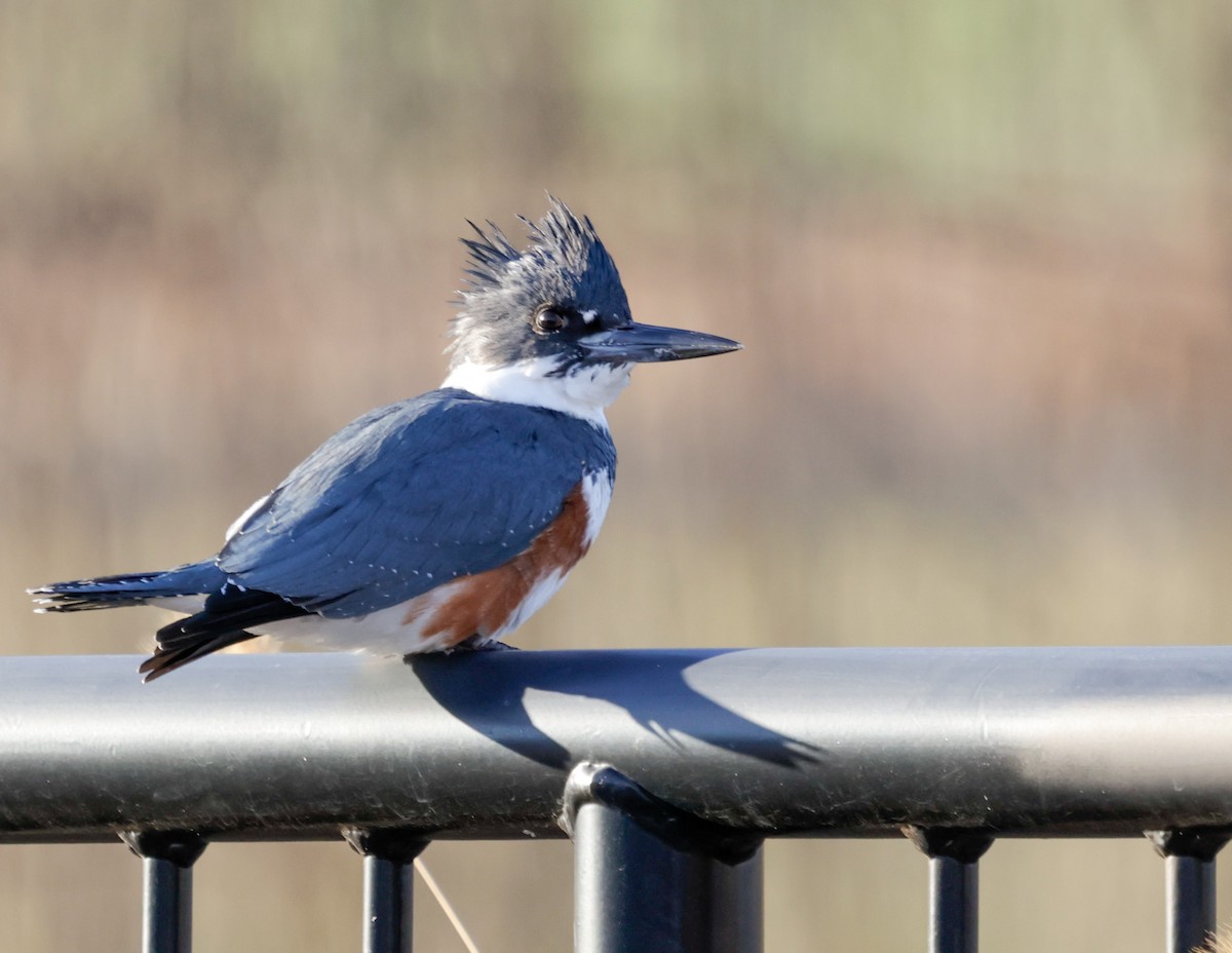 Belted Kingfisher - ML647228783