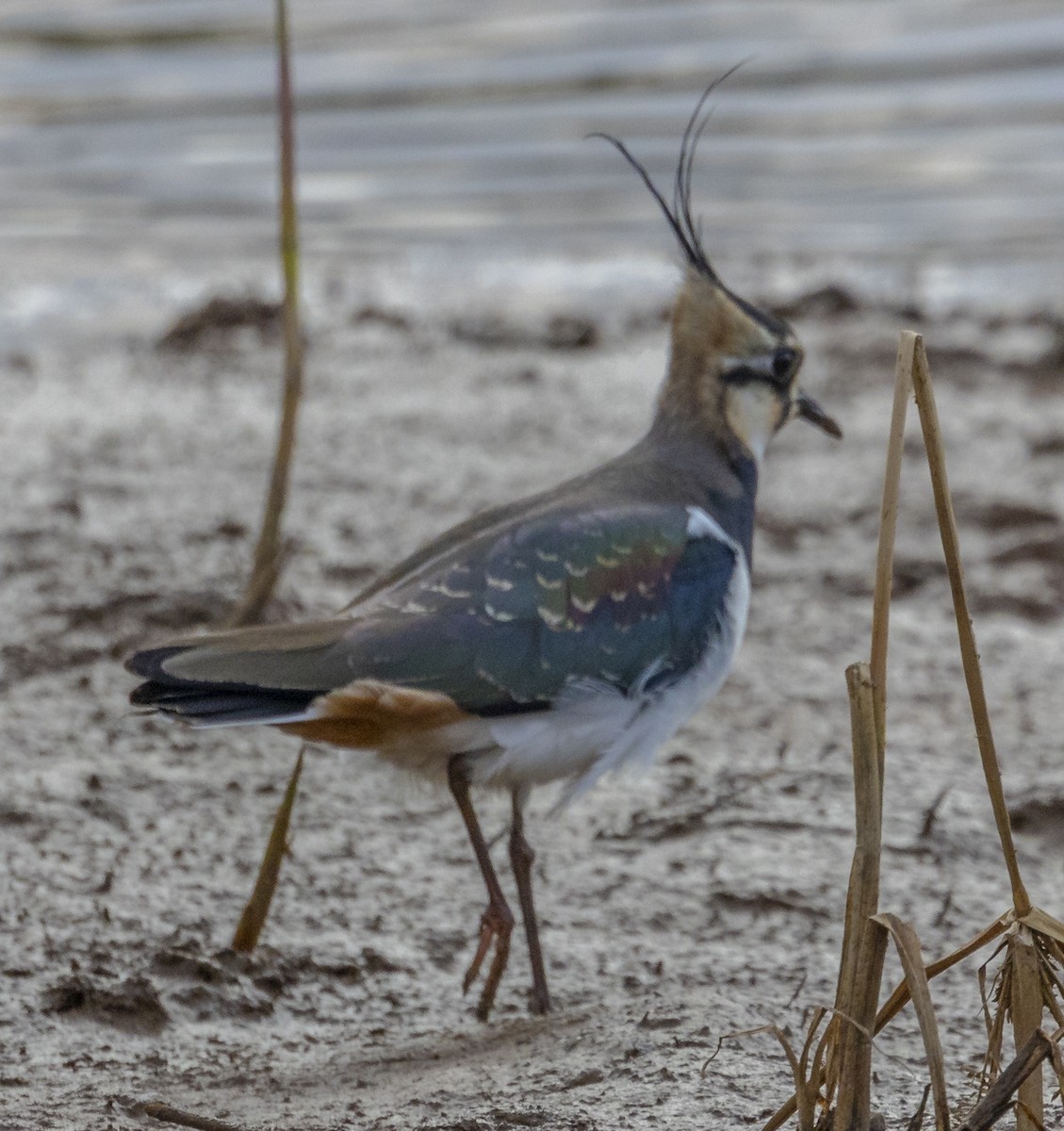 Чайка чубата - ML647228786