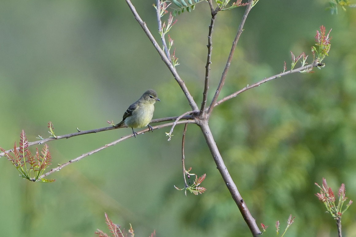 Highland Elaenia - ML647228789