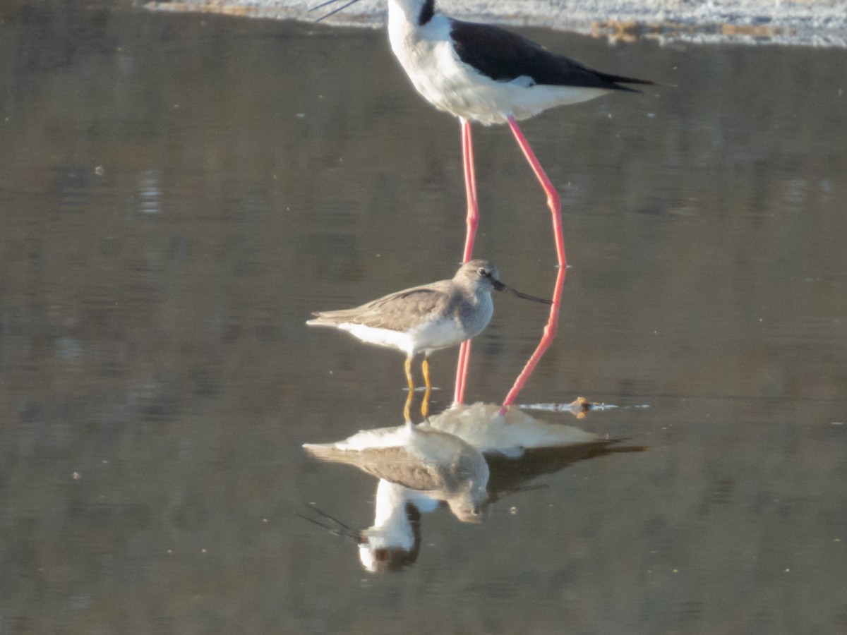 ソリハシシギ - ML647228790