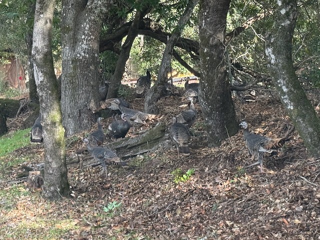 火雞 - ML647228793