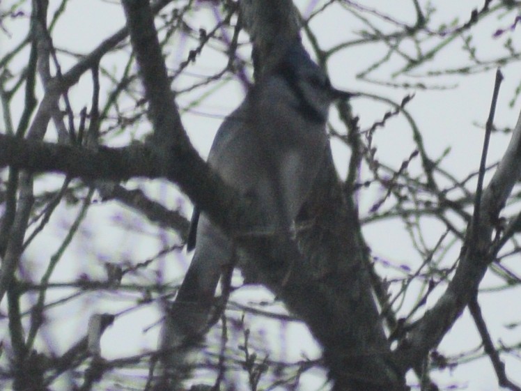 Сизойка блакитна - ML647228794