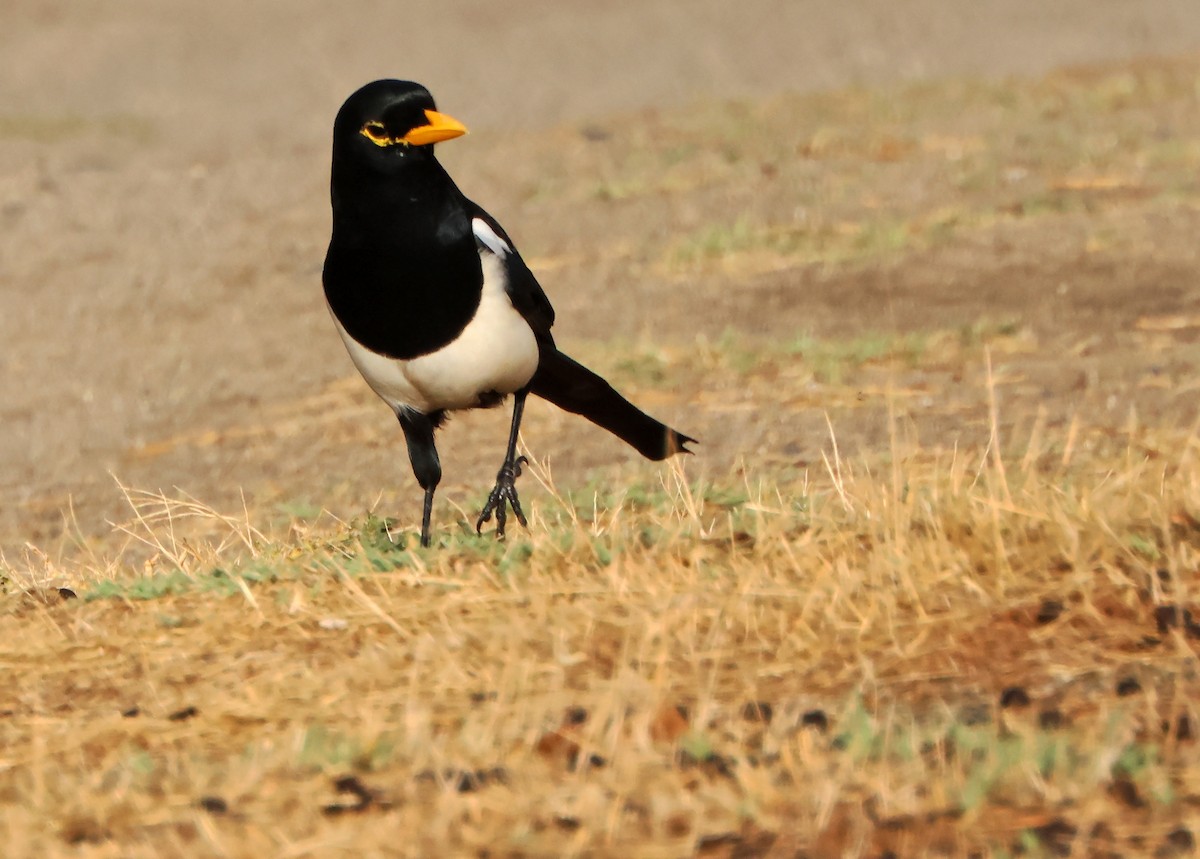 Yellow-billed Magpie - ML647228795