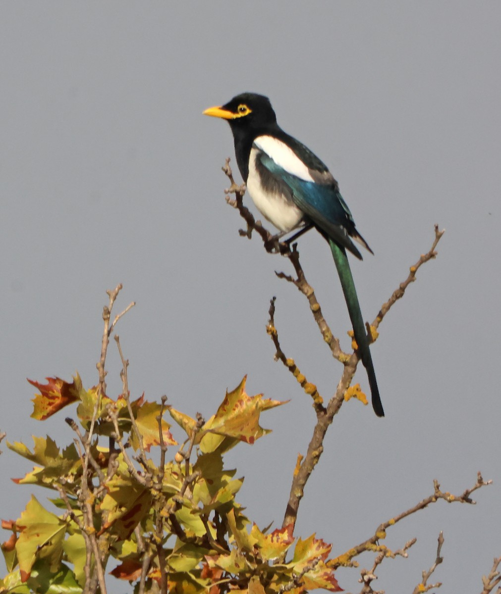 Yellow-billed Magpie - ML647228797