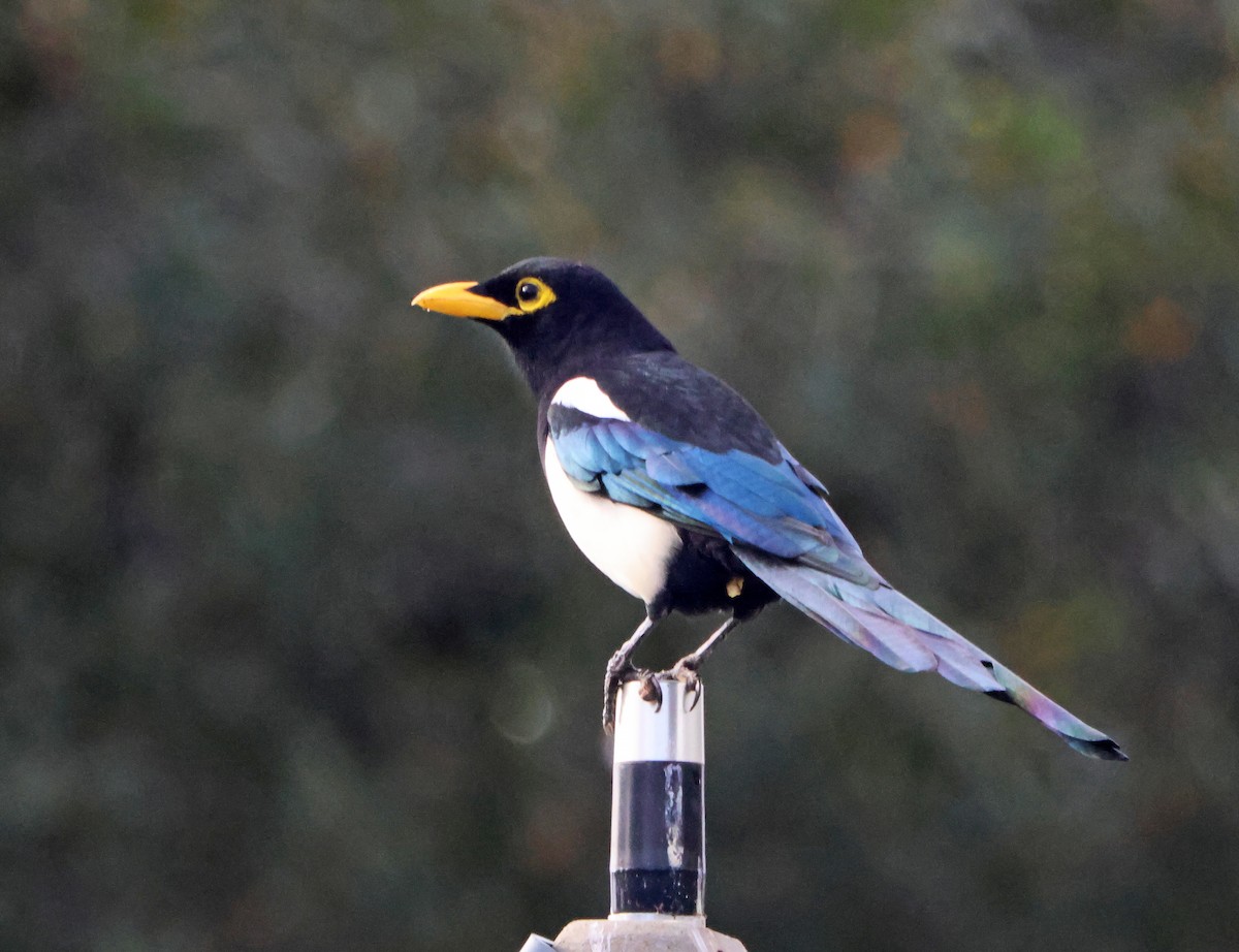 Yellow-billed Magpie - ML647228798