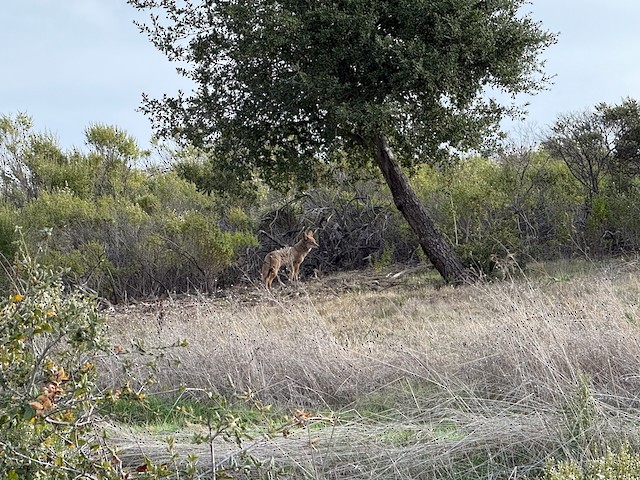 哺乳類 - ML647228805