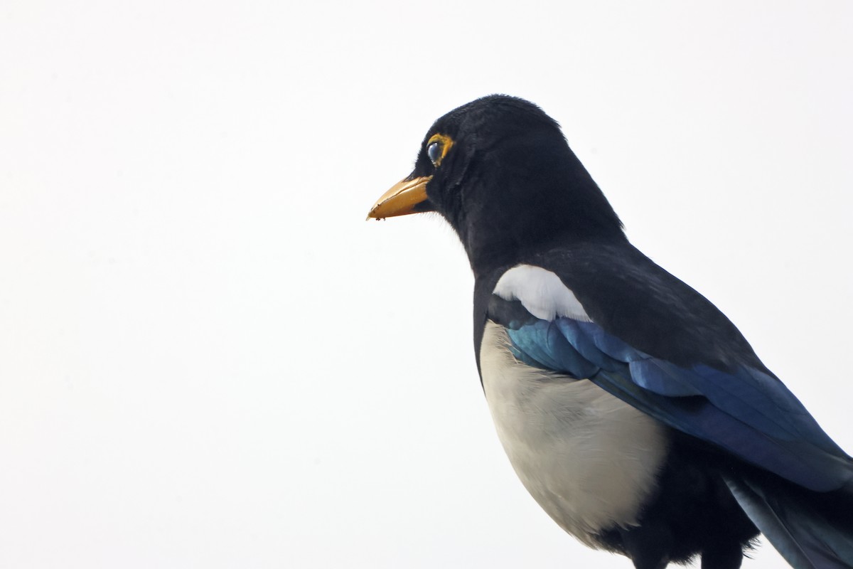 Yellow-billed Magpie - ML647228807