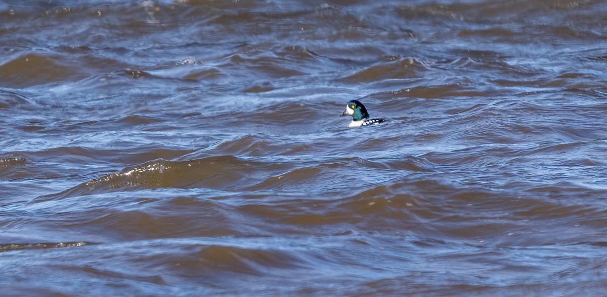 Barrow's Goldeneye - ML647228812