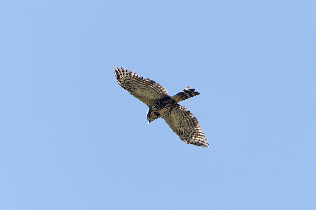 White-rumped Hawk - ML647228814
