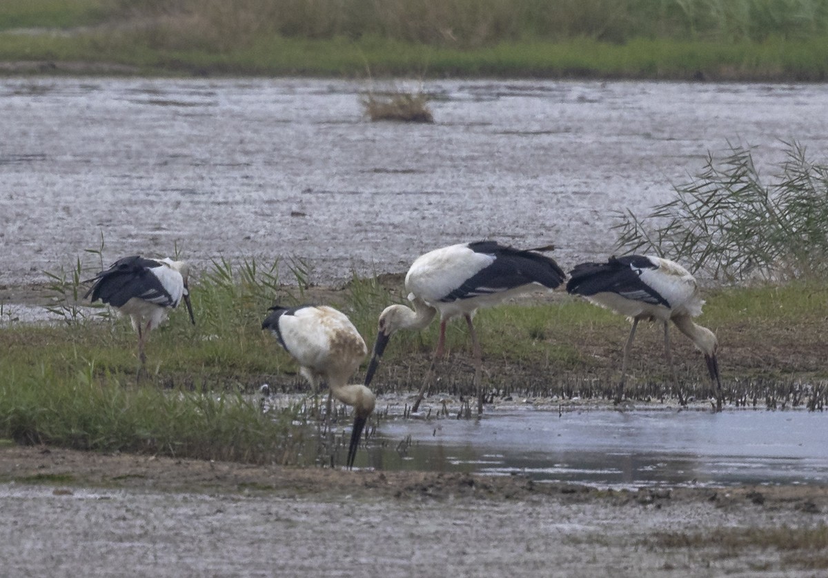 svartnebbstork - ML647228815