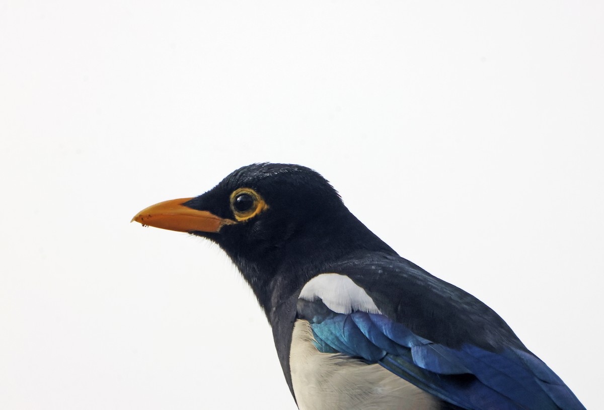 Yellow-billed Magpie - ML647228816