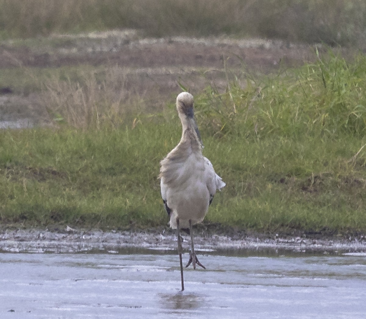 svartnebbstork - ML647228818