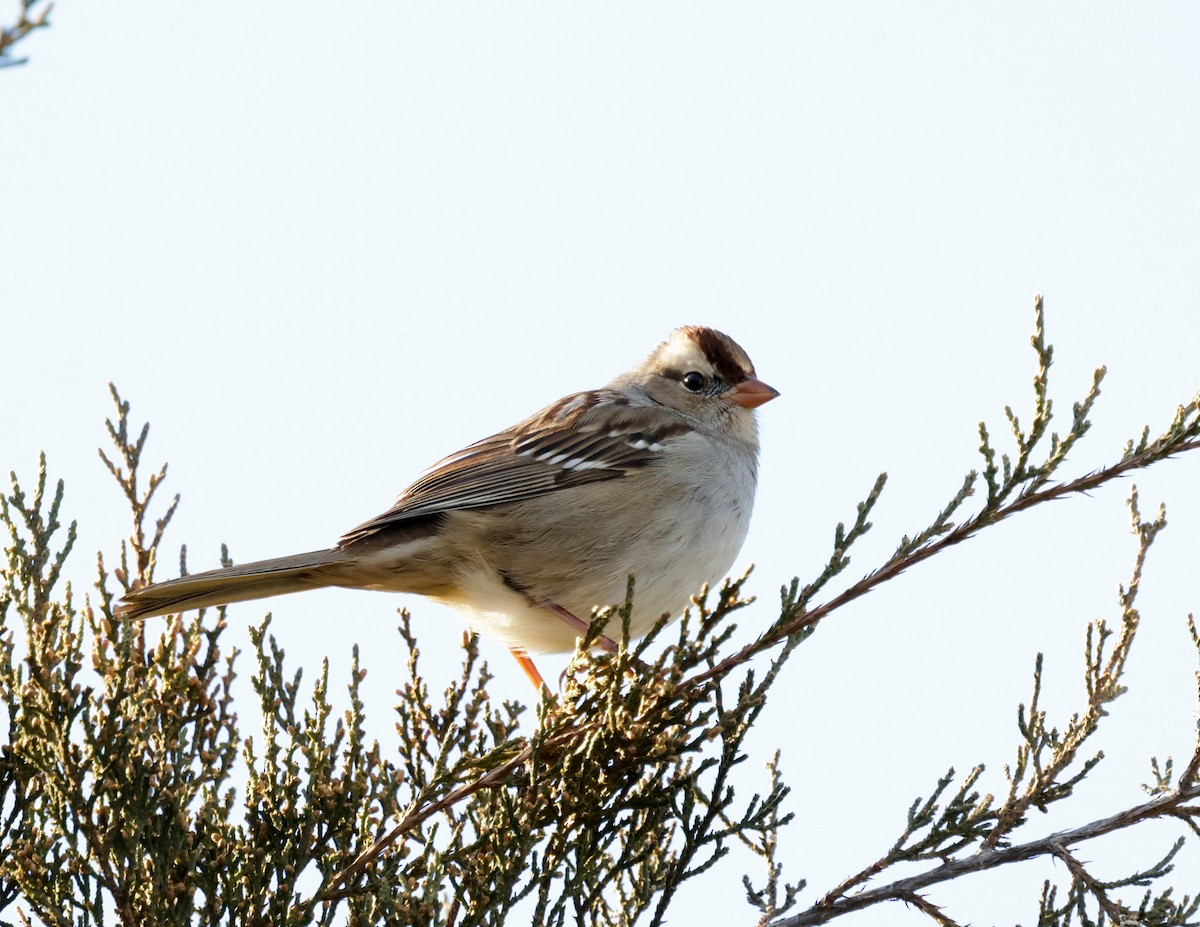 White-crowned Sparrow - ML647228822