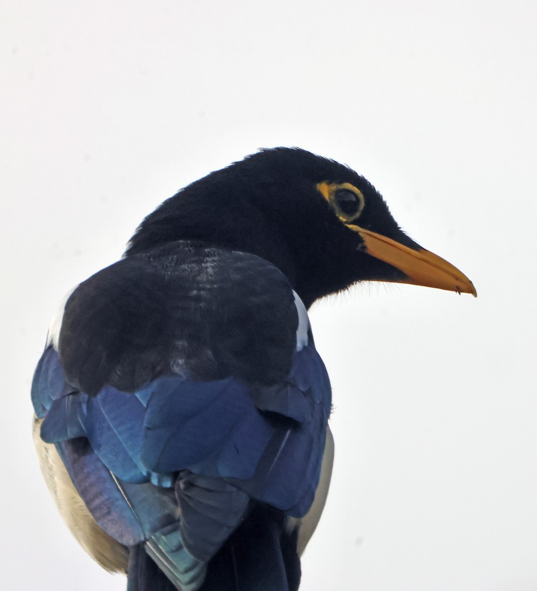 Yellow-billed Magpie - ML647228823