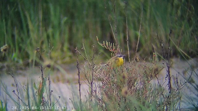 Жёлтая трясогузка (iberiae) - ML647228838