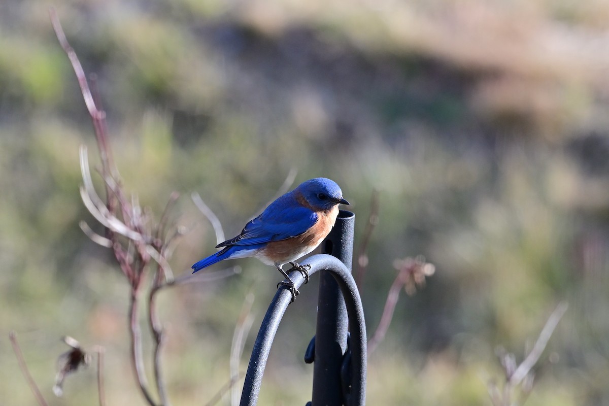 Eastern Bluebird - ML647228841